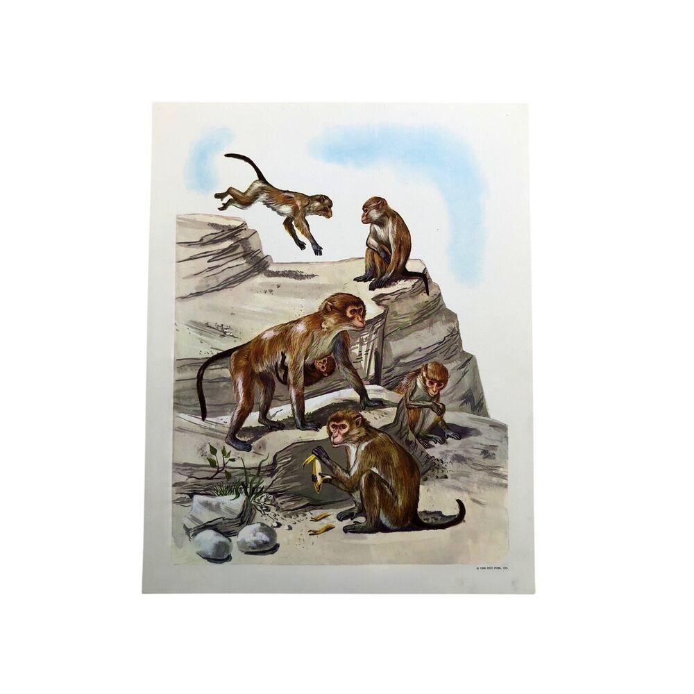 Monkeys Teaching Picture Vintage 1966 Print Mid Century DCC Pub Co Primates Zoo
